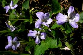Image result for Viola eminii