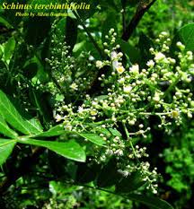 Image result for Triraphis schinzii