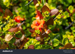 Image result for Barleria crassa