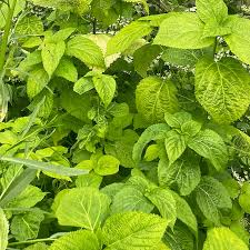 Image result for Laportea alatipes