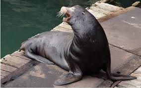 Is that a Shark?! — Steemit