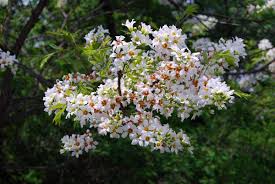 Image result for Sapindaceae