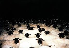 Flock Of Sheep Glowing Eyes Dark Aesthetic Funny Animals Image