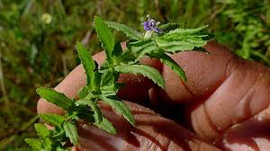 Image result for Stemodia