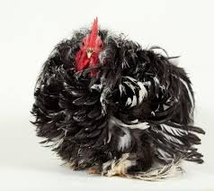 Bantam rooster was an american garage punk band, formed in 1994 in lansing, michigan and disbanded in 2003. Frizzle Mottled Bantam Cochin Rooster