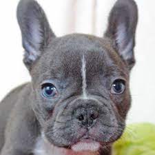 Maybe you would like to learn more about one of these? Blue French Bulldog Puppy Heavenly Puppies