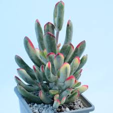 Магазин > суккуленты > cotyledon orbiculata cv variegated. Cotyledon Orbiculata Var Flanaganii Surreal Succulents Facebook