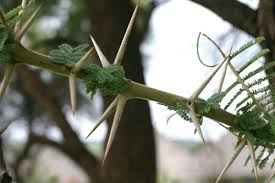 Image result for Acacia welwitschii