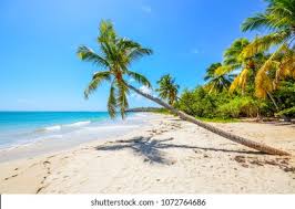 Airlie beach, whitsundays located just steps from the centre of airlie beach, at martinique you will stay in a stunning location with easy access to all local amenities. Caribbean Martinique Beach Coconut Stock Photo Edit Now 1072764686