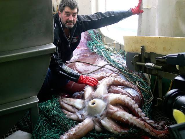 Colossal Squid a Soft, Sluggish Drifter | National Geographic