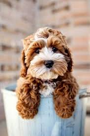 Happy tails is now offering virtual training for all your training needs. Labradoodle Information Including Pictures Training Behavior And Care Of Labradoodle And Dog Breed Mixes All Puppy Cute Animals Cockapoo Puppies Cute Dogs