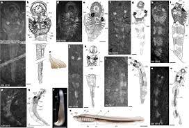 Non Ammocoete Larvae Of Palaeozoic Stem Lampreys Nature