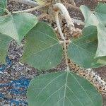 Image result for Erythrina madagascariensis