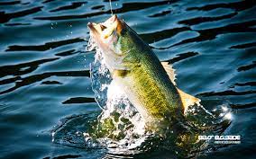 50 Sport Fishing Wallpapers On Wallpapersafari