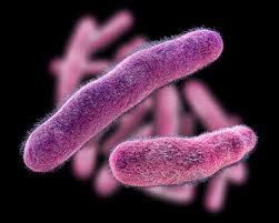 Image result for Shigella