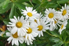 The accuweather shop is bringing you great deals on lots of simply daisy placemats including simply daisy's flower. How To Grow Montauk Daisies Gardener S Path