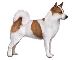 Last puppy, martta, stayed with us over easter. Nordic Spitz Facts Wisdom Panel Dog Breeds