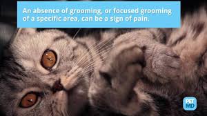 In general, you shouldn't really notice your cat breathing. What To Do About Cat Panting And Heavy Breathing Petmd Petmd