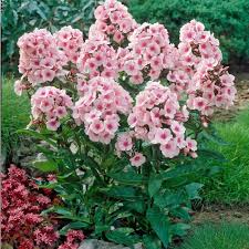 Image result for Phlox paniculata `Bright Eyes`