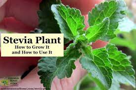 Founded in 1994 · shop by dietary needs · satisfaction guaranteed Stevia Plant How To Grow It And How To Use It For Extract And More