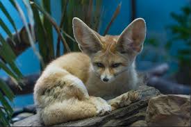 Image result for images Defeating the Little Foxes