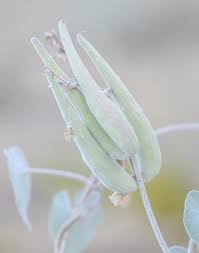 Image result for Pergularia