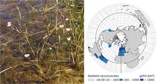 Image result for Wiesneria schweinfurthii