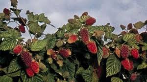 Image result for Rubus