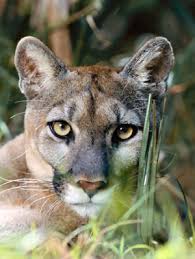 Florida 'monkey whisperer' is charged with illegal animal sales jimmy wayne hammonds, who runs an exotic animal ranch, illegally sold rare monkeys, prosecutors said. Florida State Animal Florida Panther Puma Concolor Coryi From Netstate Com