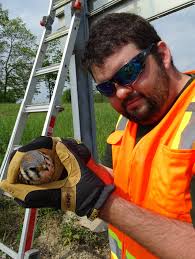 Kestrel nesting and egg laying behavior observed