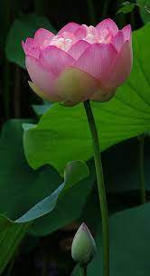 Lotus Flower Lotus Flower Pictures Lotus Flower Wallpaper Beautiful Flowers Pictures