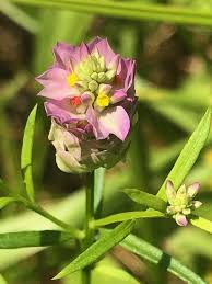 Image result for Polygalaceae