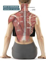 Consequently, this is the information and. Read Get To Know Your Neck Muscles Online
