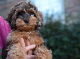 We still hear from families that. Cockapoo Puppies For Sale