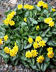 Image result for Ranunculus rionii