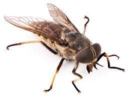 Human Bot Flies Grow In Their Host S Flesh Drive Bye Pest Exterminators