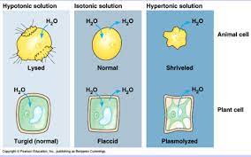 We want to answer this question in a way that is thorough and understandable at the same. Osmosis And Diffusion Flashcards Quizlet