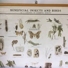 vintage insects birds large pull down chart early 1900s