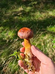 Image result for Boletus badius