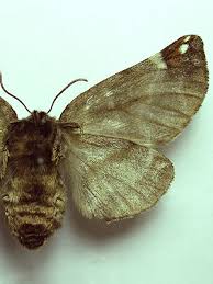 Image result for Pygaera timon