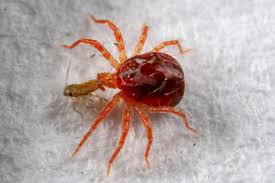 Image result for red mite