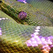 Emerald tree boa it has a purple light above that gives it that glow :  r/snakes