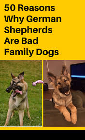 German Shepherds Are Bad Family Dogs Here Are 50 Reasons Why In 2020 Family Dogs German Shepherd Dogs