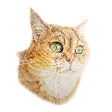 I will show you how i would approach drawing a cat and i will break it down in 8, easy to follow lets start with drawing a cat. Realistic Cat Drawing With Colored Pencils By Emmykalia On Deviantart