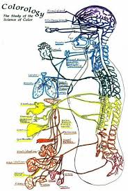 Chakras And Organs Healing Meditation Kundalini Yoga Chakra