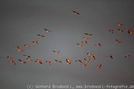Experten haben beobachtet, dass der vogelzug in diesem jahr warum einige zugvögel ihre kräftezehrende reise in den süden in diesem jahr deutlich früher angetreten haben, ist noch unklar. Zugvogel Zugvogelarten Routen Winterquartier Bilder Grundschule