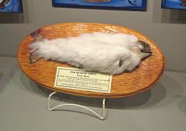 So head to ripley's believe it or not for some fun, laughs, and a great experience. Living Our Dream Branson Mo Part I Ripley S Believe It Or Not