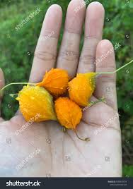 Image result for Momordica balsamina
