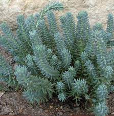 We did not find results for: Blue Spruce Sedum Plants For Sale Stonecrop Free Shipping