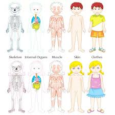 Mai jos am postat cateva fise de lucru ce pot fi folosite in saptamana corpul uman care se desfasoara in gradinite. Joc Educativ Din Lemn Partile Corpului Uman